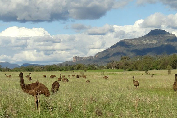 Emu Logic Emu Farm